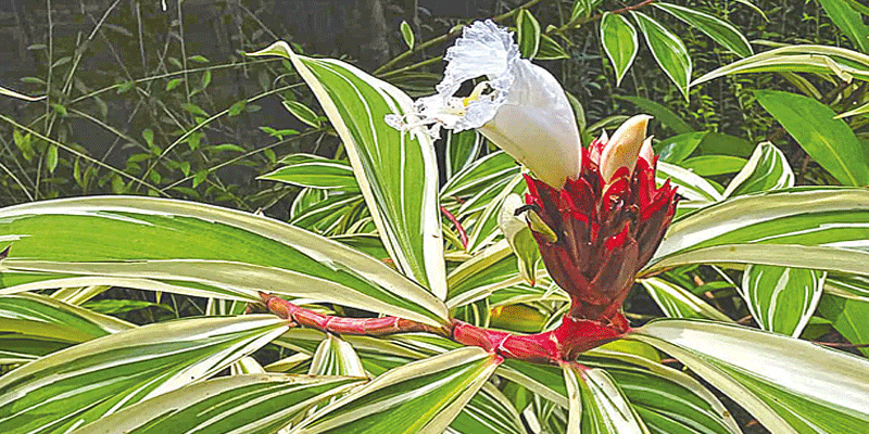 প্রধান উপদেষ্টা পদত্যাগ করবেন না: ফাইজ তাইয়েব আহমেদ