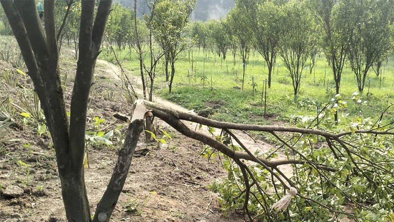 প্রধান উপদেষ্টা পদত্যাগ করবেন না: ফাইজ তাইয়েব আহমেদ