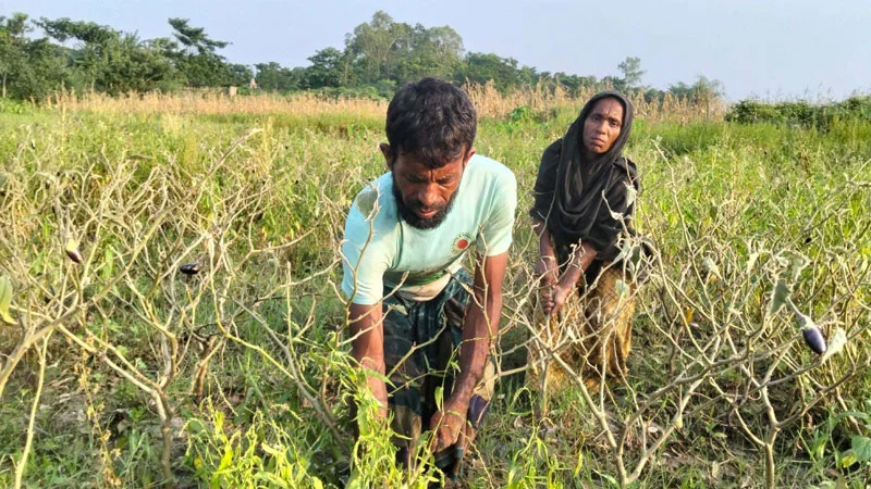 প্রধান উপদেষ্টা পদত্যাগ করবেন না: ফাইজ তাইয়েব আহমেদ