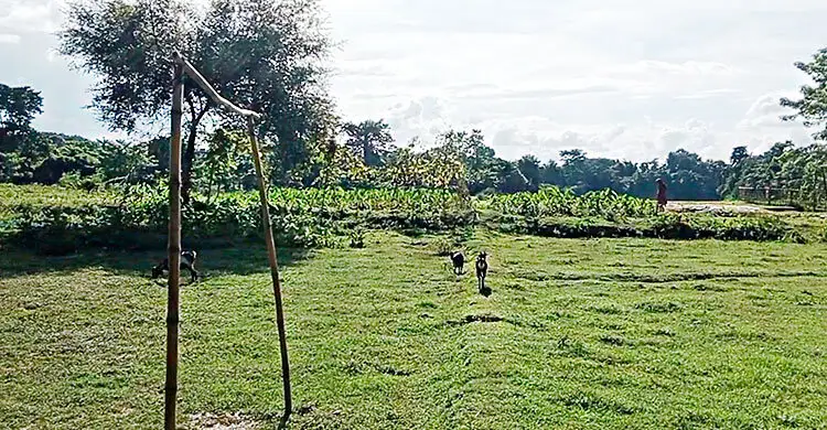 প্রধান উপদেষ্টা পদত্যাগ করবেন না: ফাইজ তাইয়েব আহমেদ