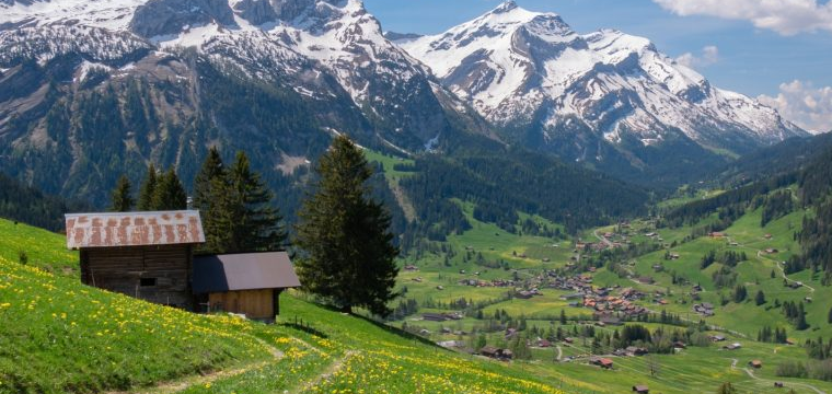 প্রধান উপদেষ্টা পদত্যাগ করবেন না: ফাইজ তাইয়েব আহমেদ