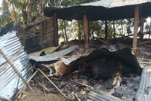 মৌলভীবাজারে খামারে আগুন দিয়ে গবাদিপশু নিধন