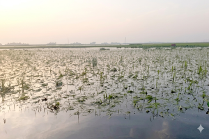 হবিগঞ্জে টানা বৃষ্টিতে তলিয়ে গেছে ১৩৫০ হেক্টর ফসলি জমি