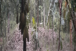 হবিগঞ্জে সংখ্যালঘু পরিবারের জমি দখলের অভিযোগ