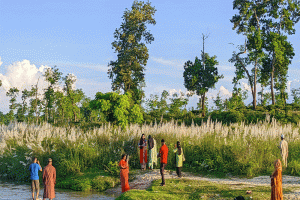 কাশফুলের রাজত্বে অন্যরকম শ্রীমঙ্গল