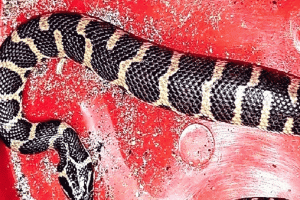 শ্রীমঙ্গলে বিরল প্রজাতির সাপের বাচ্চা উদ্ধার