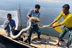 শ্রীমঙ্গলে হাইল হাওরে মাছ ধরার জালে ১৬ ফুট লম্বা অজগর!