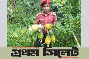 শ্রীমঙ্গলে জমিতে ফসল চাষে আনসার সদস্যের সফলতা