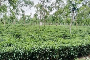 মৌলভীবাজারে দুই দিনের বৃষ্টিতে প্রাণ ফিরেছে বোরো ক্ষেত ও চা বাগানের