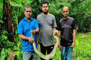 শ্রীমঙ্গলে গোয়ালঘর থেকে ৯ ফুট লম্বা অজগর উদ্ধার
