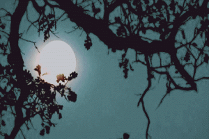 চন্দ্র-বন্দনা