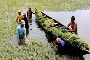 ‎নবীগঞ্জে শিলাবৃষ্টির আশঙ্কায় আগাম ধান কাটা