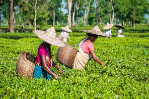 মৌলভীবাজারে খাসিয়া পুঞ্জি ও চা শ্রমিকের জীবনযাত্রায় বিশাল ফারাক