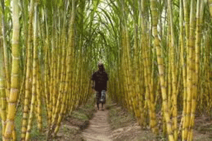 হবিগঞ্জে আখই কৃষকদের নতুন ভরসা,আশার আলো