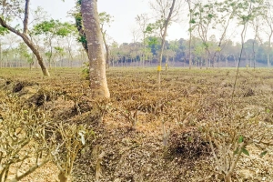 কুলাউড়ায় খরতাপে ঝলসে যাচ্ছে ২৬ চা-বাগান, উৎপাদনে ধসের শঙ্কা