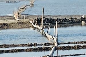 দিরাইয়ে হাওরের বুক চিরে অবৈধ বালু উত্তোলন