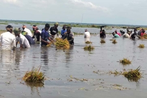 মৌলভীবাজারে হাওরে ধান কাটতে নামলেন চা শ্রমিকেরা