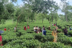 চায়ের রাজ্য মৌলভীবাজারে পর্যটকদের ঢল: মুখর শ্রীমঙ্গল ও কমলগঞ্জ