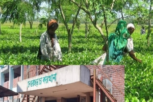 মৌলভীবাজারে দেওড়াছড়া চা বাগানে ৯৫৫০ কেজি ‘গান্ধা’ চা পাতা বিক্রির অভিযোগ