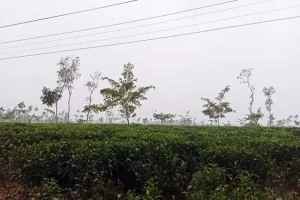 তীব্র শীতে বিপর্যস্ত মৌলভীবাজার, শ্রীমঙ্গলে সর্বনিম্ন ৭ ডিগ্রি