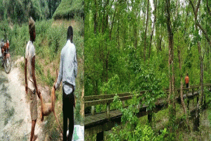 সিলেটের বনাঞ্চলে বাড়ছে মানুষের আগ্রাসন, কমছে বন্যপ্রাণী 