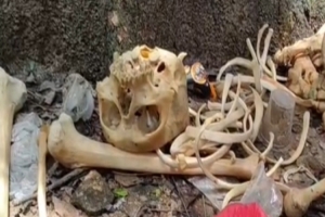 হবিগঞ্জ সদর হাসপাতালের গেটে মানব কঙ্কাল, এলাকায় চাঞ্চল্য