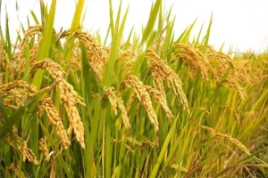 আজমিরীগঞ্জ ফলন ভালো হলেও ধানের দামে ধস