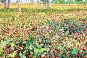 চা-শিল্পে অশনিসংকেত, কমছে উৎপাদন ও রপ্তানি সম্ভাবনা