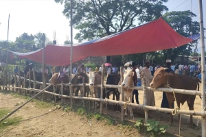 মন্ত্রীর ঘোষণা উপেক্ষিত: সুনামগঞ্জ সীমান্তে ভারতীয় গরুর রমরমা হাট