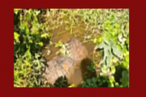 শ্রীমঙ্গলে খাল থেকে নিখোঁজ নারীর মরদেহ উদ্ধার