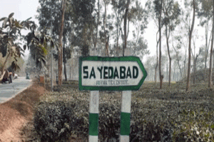 চুনারুঘাটে চা বাগানের রাস্তায় গাছ ফেলে ডাকাতি