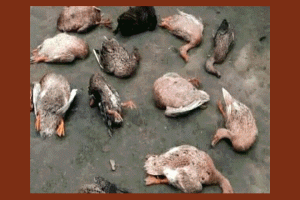 শত্রুতা মানুষের, প্রাণ গেল হাঁসের