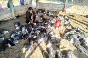পোল্ট্রি খামারে ১৩ লাখ টাকা হারিয়ে নিঃস্ব মৌলভীবাজারের জনি