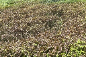 মাধবপুরে পোকার আক্রমণ ও লোডশেডিংয়ে চা শিল্পে ধস