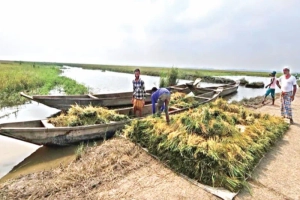 সুনামগঞ্জে নদ-নদীর পানি কমলেও হাওরে স্থবিরতা