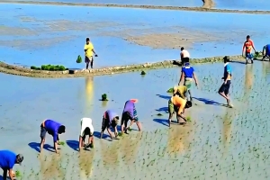 ধর্মপাশায় হাওরে বোরো রোপণের ব্যস্ততা, শ্রমিক সংকটে কৃষকরা