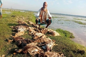 জুড়ীতে বিষক্রিয়ায় ৩৩৫ হাঁসের মৃত্যু