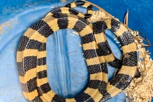 শ্রীমঙ্গলে বিষধর শঙ্খিনী সাপ উদ্ধার