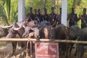 বড়লেখা সীমান্তে ৯টি ভারতীয় মহিষ আটক করেছে বিজিবি