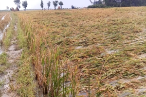 ধর্মপাশায় শ্রমিকের হাহাকার, পাকা ধান নিয়ে উৎকণ্ঠায় কৃষক