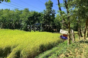 বন্যপ্রাণীর ক্ষতি ঠেকাতে রাতভর মাঠে পাহারায় মৌলভীবাজারের কৃষকরা