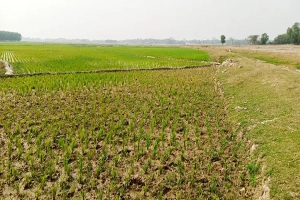 মৌলভীবাজারে তীব্র সেচ সংকটে ৩০ হাজার হেক্টর জমির আবাদ ব্যাহত