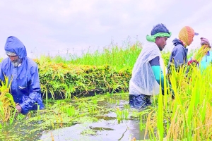 সুনামগঞ্জে হাওর রক্ষা বাঁধে লুটপাটের মহোৎসব