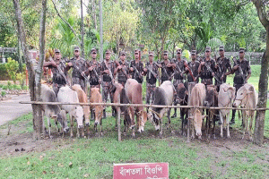 দোয়ারাবাজার সীমান্তে ১২টি ভারতীয় গরু আটক