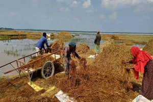 এক মাস পার হলেও কমেনি হাওরপাড়ের কান্না