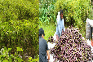 বেগুন চাষে ভাগ্য বদল মাধবপুরের কৃষক শানু মিয়ার