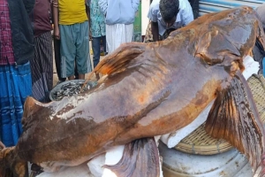 বিশ্বনাথে ৬৫ কেজির বাগাইড়: দাম হাঁকা হয়েছে ২ লাখ ৬০ হাজার টাকা