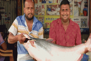 এক পাঙ্গাশের দাম ৩৩ হাজার টাকা