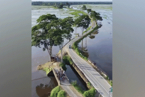জল-সবুজের মায়ায় ভুরভুরি বিল নতুন আকর্ষণ ‘জোড়া সেতু’