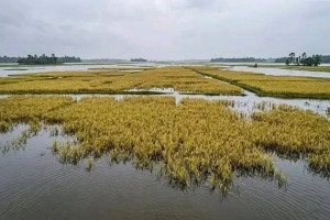 হবিগঞ্জে সুতাং নদীর পানি বিপৎসীমার ওপরে